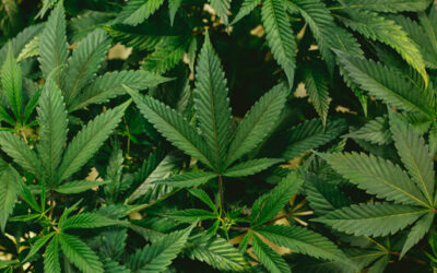 Charged With Drug Possession in Queensland: What Are Your Options?